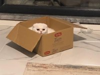Scottish fold