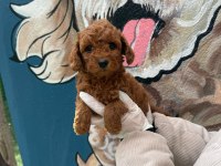 Ziyarete Açık Erkek Dişi Poodle Bebekler