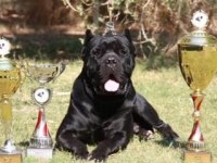 Sağlam şampiyon kanı cane corso