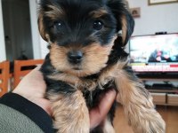 Yorkshire terrier 7 haftalık bebek