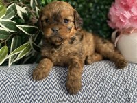Maltipoo Yavrularım Sağlık Ve Irk Garantilidir