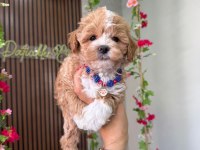 Maltipoo yavru