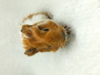 İstanbul Bağcılar sahibinden ginepig