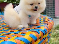 Her Renk Her Cinsten Pomeranian Yavrular