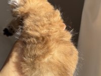 Mükemmel Güzellik Golden Ny11 British Longhair