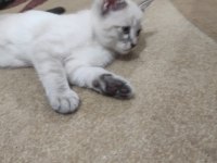 2.5 aylık british shorthair