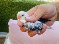 CENNET PAPAĞANI YAVRULARI (ÜST MUTASYON)