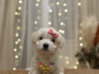 Yavru terrier mis gibi dişi