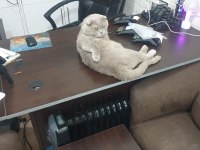 Scottish fold kedimiz Tito yuva arıyor