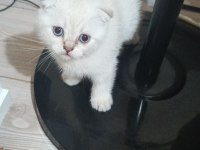 Minik british shorthair patiler