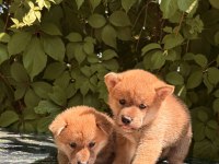 SHIBA İNU YAVRULAR