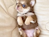 Safkan Mini Chihuahua Bebekler