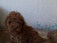 Poodle bebeklerimiz yeni evlerini bekliyor