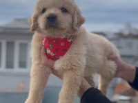 Baby Face Golden Retriever