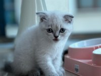 Bücür scottish fold iki buçuk aylık