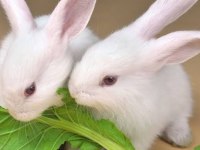 21 günlük sağlıklı yavru ve sevimli tavşanlar erkek dişi