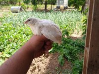 TEXAS BILDIRCIN DAMİZLİK KESİMLİK YAVRU YETİSKİN