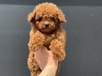 Ankarada Ziyarete Açık Kore Toy Poodle Yavrular