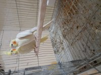 Düzenli Yavru Veren Orjinal Lutino Sultan Papağanı Takım
