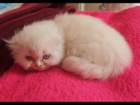 Scottish fold yavrular