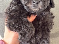 Safkan Silver Poodle Yavruları Özel Renk