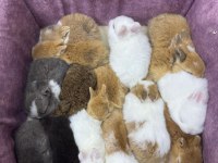 CÜCE NETHERLAND DWARF YAVRU TAVŞANLAR