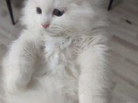 2 Aylık 4 Tane Yavru Kedilerimiz