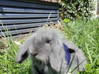 Hollanda blue lop tavşan 4 aylık