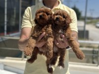 Petmode köpek çiftliğinden ziyarete maltipoo