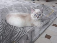 British shorthair blue point