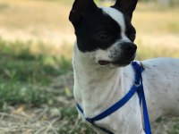 Chihuahua 1 yaşında ev eğitimli çipli