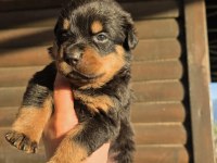 Asaletin Adı Rottweiler