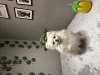 Orta Düzey Kusursuz Güzellikte İthal 2 Yaşında Pomeranian