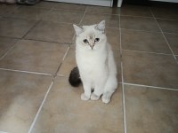9 aylık british shorthair blue point