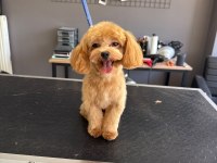 Toy poodle maltipoo yavrular