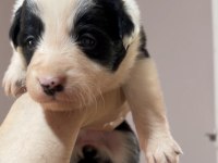 Border Collie Yavruları