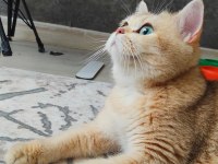 British Shorthair Golden Dişiler