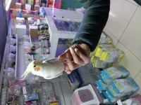 Sultan papağanı erkek kuşum
