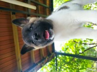 Dev Amerikan Akita