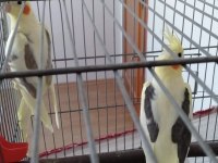 3 Yaşında Mecburiyetten Satılık Sultan Papağanı Takımlar