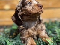 Merle Renk Mini Dachshund (Sosis Köpek) Yavrusu
