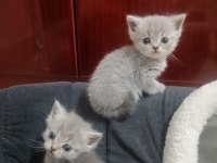 uygun puanla scottish fold