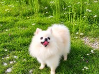 MİKRO TEACUP PAMUK PRENSES POMERANİAN BOO