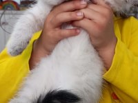 Satılık yavru kediler 2 aylık dişi ve erkek