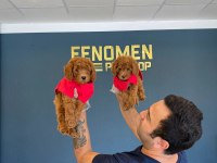 SHOW KALİTE TOY POODLE YAVRULAR HER İLE GÖNDERİLİR
