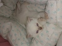 British longhair kedisi
