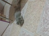 BRİTİSH LONGHAİR YAVRUMUZ YUVA ARIYOR