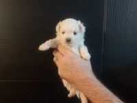 Maltese yavrular