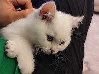 BRITISH LONGHAIR BEYAZ YAVRU