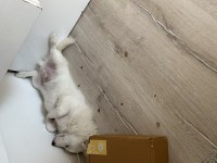 Rus finosu 5 aylık köpeğimiz